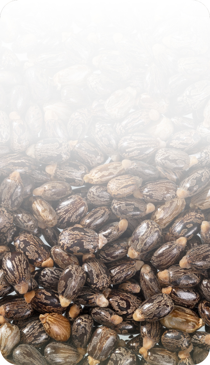 Diapositiva BiooFnix