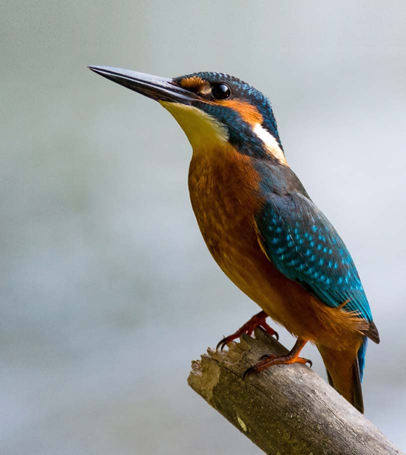 Muvit por el cambio para el planeta