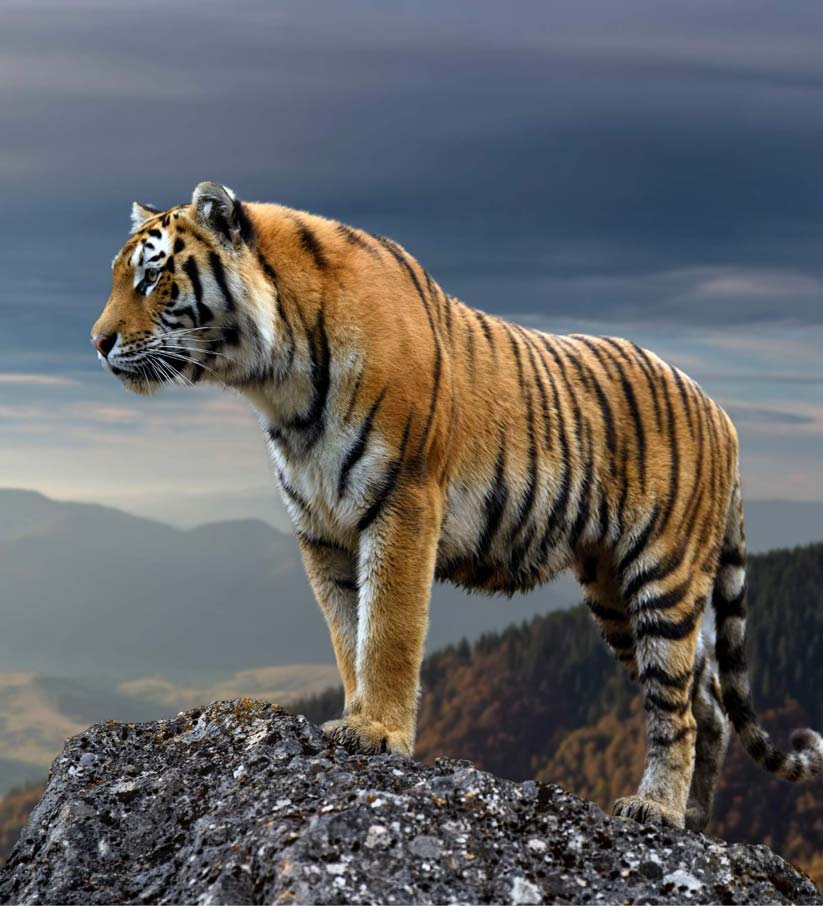 About Tiger by Muvit